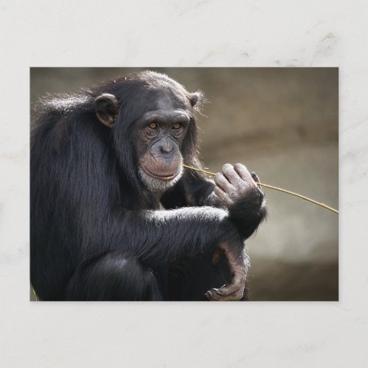 の考えるMonkeyingにつのまわりにいて ポストカード (正面)