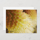 の考えるYou Radiant Toch Lily ポストカード (正面/裏面)