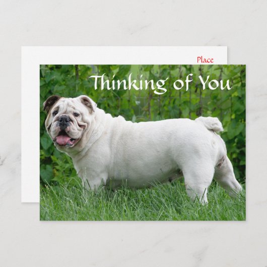 の考え英語ブルドッグ犬の子犬はがき ポストカード (正面/裏面)