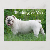 の考え英語ブルドッグ犬の子犬はがき ポストカード (正面)