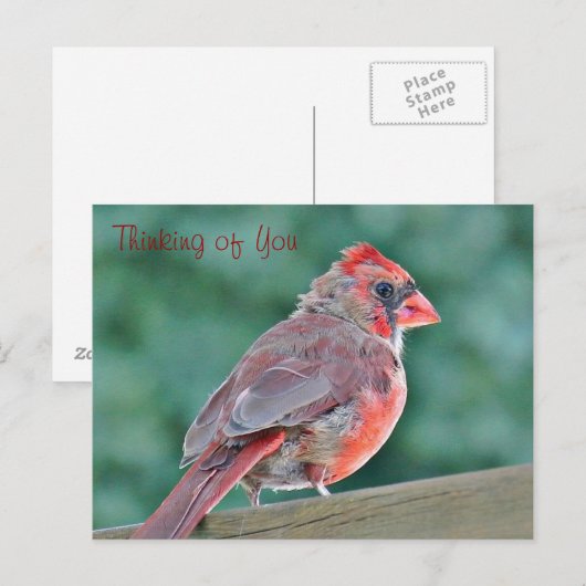 の考え（鳥）ショウジョウコウカンチョウレッドバード ポストカード (正面/裏面)