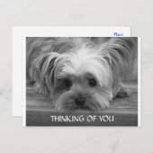 の考えYorkshire Terrier Puppyポストカード ポストカード (正面/裏面)