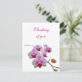 の考えYou Churses – ファラエノプシス ポストカード (スタンド正面)