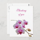 の考えYou Churses – ファラエノプシス ポストカード (正面/裏面)