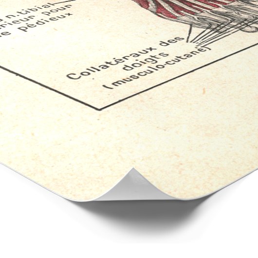 ~の脚の解剖学のポスターのフランスの神経 ポスター (角)