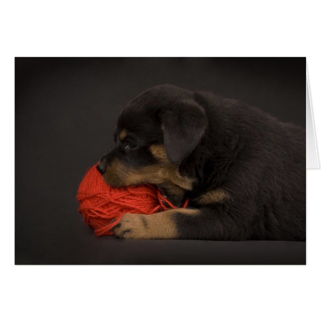 の遊子犬2 (正面横)