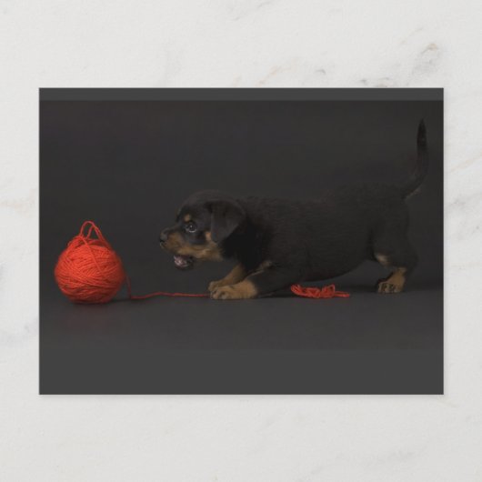 の遊子犬3 ポストカード (正面)