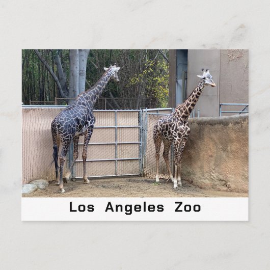 の食べ物を与え時刻 ポストカード (正面)