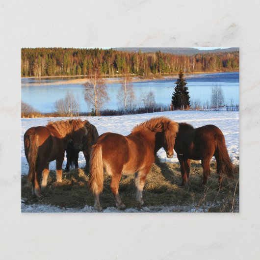 の食べ物を与え時刻 ポストカード (正面)