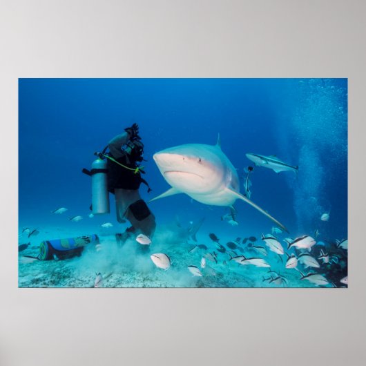 の食べ物を与え雄牛 ポスター (正面)