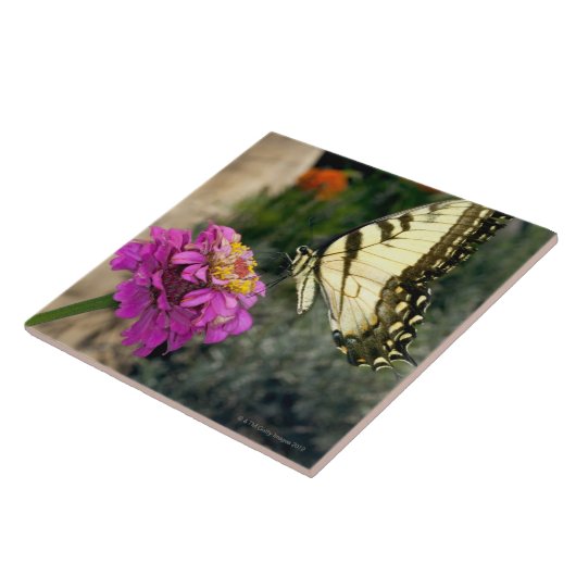 の黄色いアゲハチョウの蝶とまり木《植物》百日草 タイル (側面)