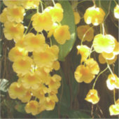 の黄色ぶら下がったい蘭の熱帯花 シール (正面)