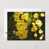 の黄色ぶら下がったい蘭の熱帯花 ポストカード (正面/裏面)