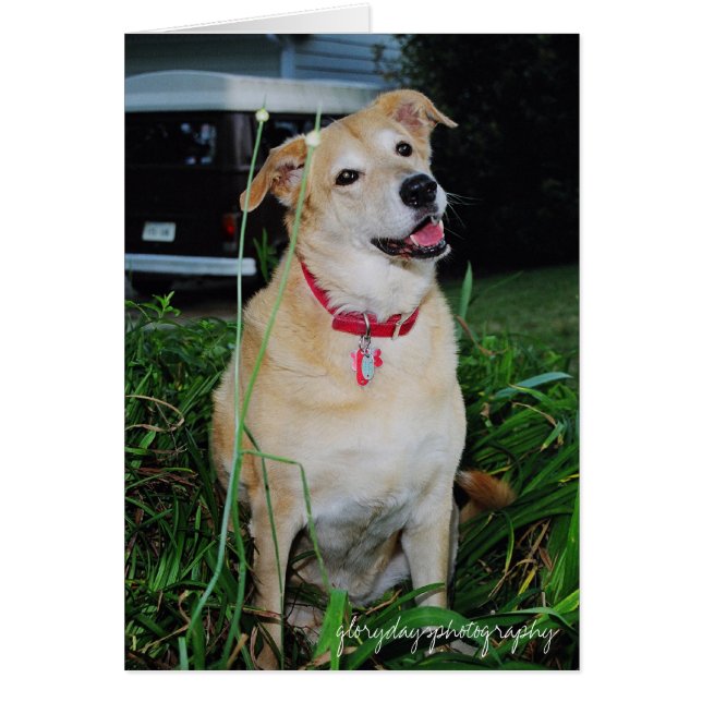 のglorydaysphotography汚れた (正面)