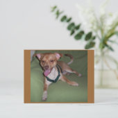 はい、私はチワワです ポストカード (スタンド正面)