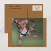 はい、私はチワワです ポストカード (正面/裏面)