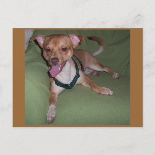 はい、私はチワワです ポストカード (正面)