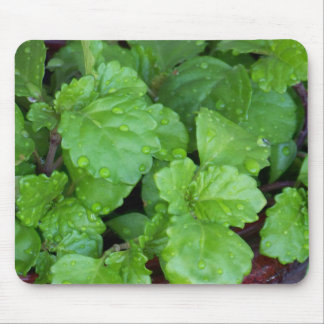 はうチャーリー マウスパッド