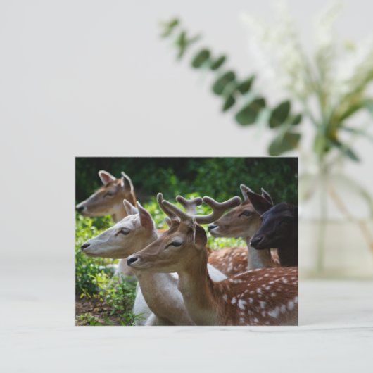 はがきが届く ポストカード (スタンド正面)