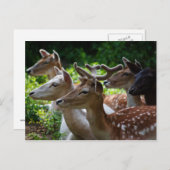 はがきが届く ポストカード (正面/裏面)