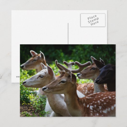 はがきが届く ポストカード (正面/裏面)