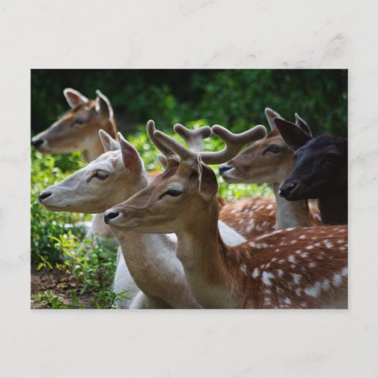 はがきが届く ポストカード (正面)