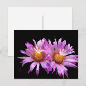 はがきにサボテンの花 ポストカード (正面/裏面)