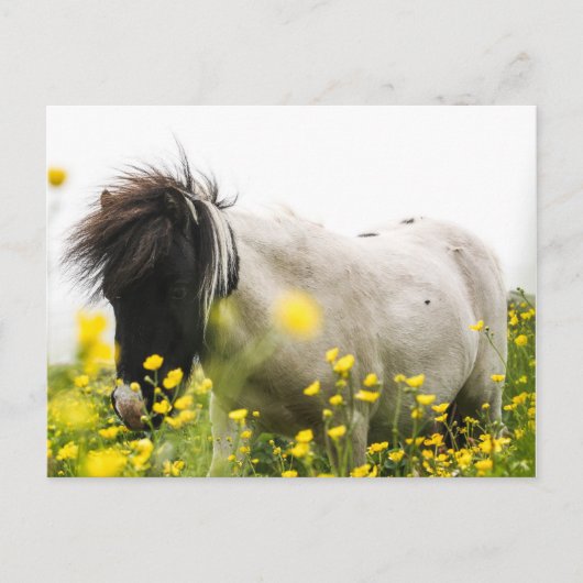 はがきに嵐が吹き付く ポストカード (正面)