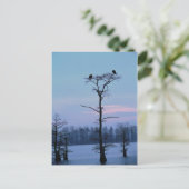 はがきの上にハゲワシ ポストカード (スタンド正面)