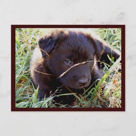 はがきの非表示とシーク ポストカード (正面)