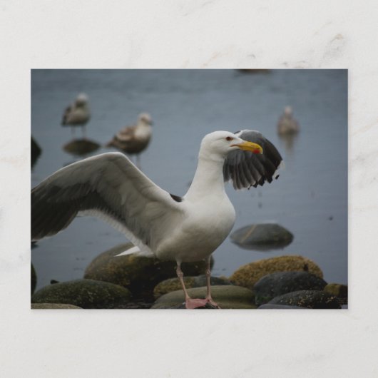 はがきを邪魔しない ポストカード (正面)