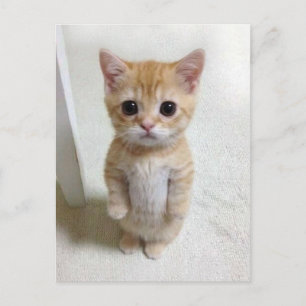 はがきエルガトキャットミーム ポストカード