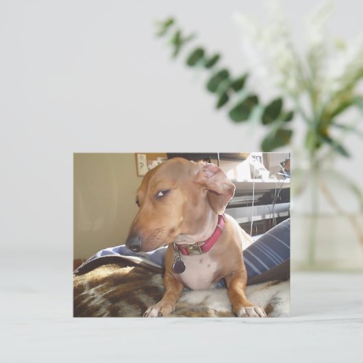 はがきサイドアイドッグミーム ポストカード (スタンド正面)