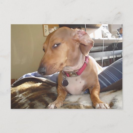 はがきサイドアイドッグミーム ポストカード (正面)