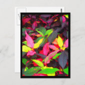 はがきシティフラワーズ14 ポストカード (正面/裏面)