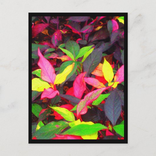 はがきシティフラワーズ14 ポストカード (正面)