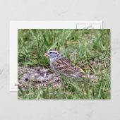 はがきスパロウ ポストカード (正面/裏面)