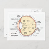 はがき人間の眼球解剖図 ポストカード (正面/裏面)
