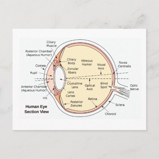 はがき人間の眼球解剖図 ポストカード (正面)
