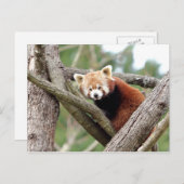 はがき写真の赤いパンダ、動物0501。 ポストカード (正面/裏面)