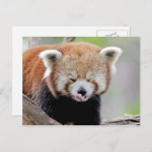 はがき写真の赤いパンダ、動物0504。 ポストカード (正面/裏面)