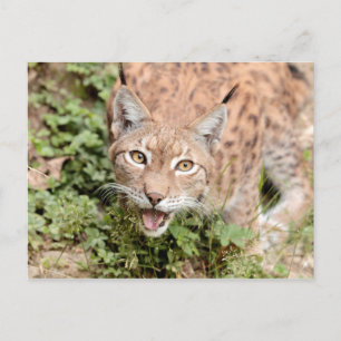はがき写真猫,オオヤマネコ,動物。 ポストカード