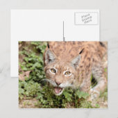 はがき写真猫,オオヤマネコ,動物。 ポストカード (正面/裏面)