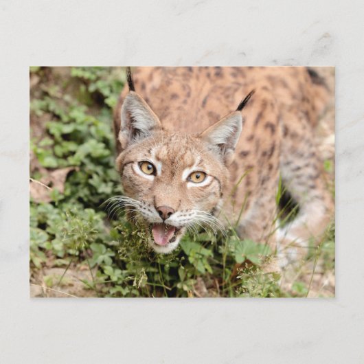 はがき写真猫,オオヤマネコ,動物。 ポストカード (正面)