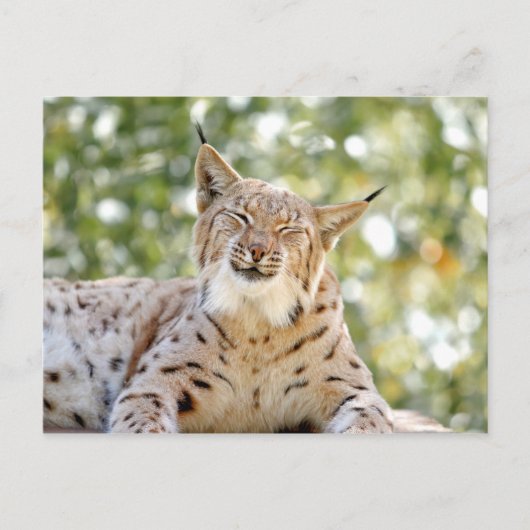 はがき写真猫,オオヤマネコ,動物。 ポストカード (正面)