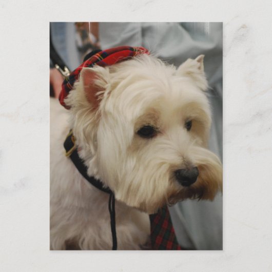 はがき垂直テンプレート- カスタマイズ ポストカード (正面)