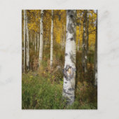 はがき感動的 ポストカード (正面)