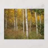 はがき感動的 ポストカード (正面)