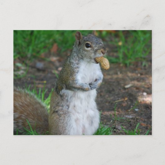 はがき水平テンプレート- カスタマイズ ポストカード (正面)