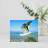 はがき用の野生動物の画像 ポストカード (スタンド正面)